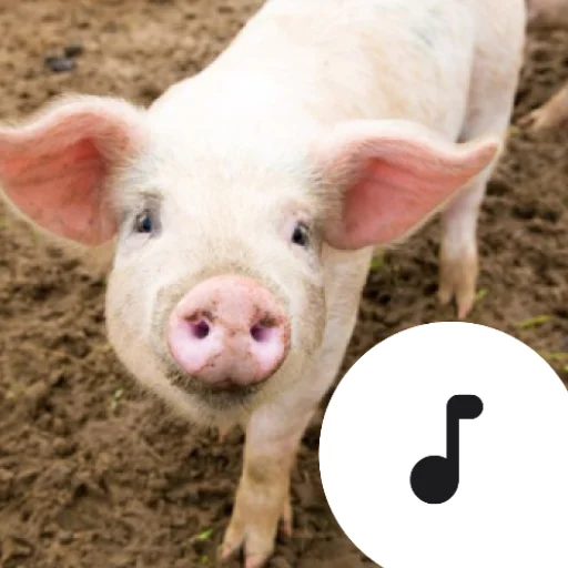 ดาวน์โหลด Pig Sounds ล่าสุด – รวมเสียงหมูสุดสนุก ฟรีบนมือถือ