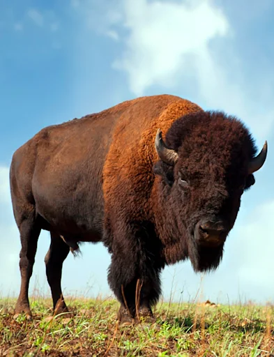 ดาวน์โหลด Buffalo and Bison sounds ล่าสุด – เสียงสัตว์ป่าฟรี - Screenshot 1